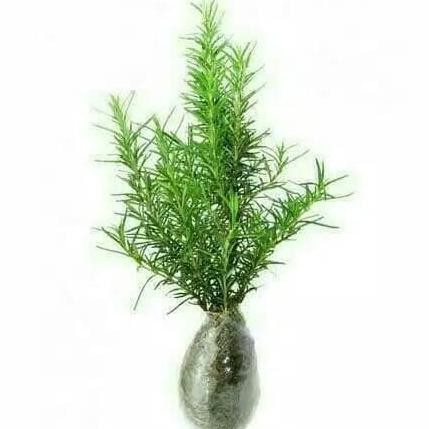 

Terlaris Bibit Tanaman Herbal Rosemary Barang Super