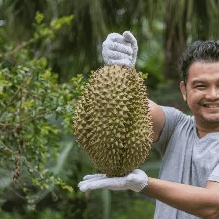 

Terlaris Bibit Durian Bawor Banyumas Siap Berbuah