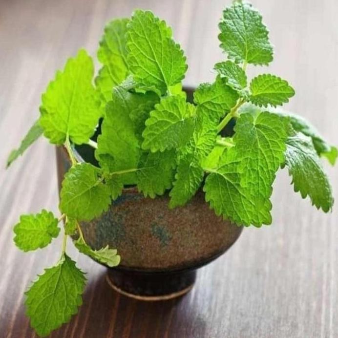 

Terlaris Promo Bibit Tanaman Mint Bibit Daun Mint Bibit Peppermint Pohon Mint Terbatas