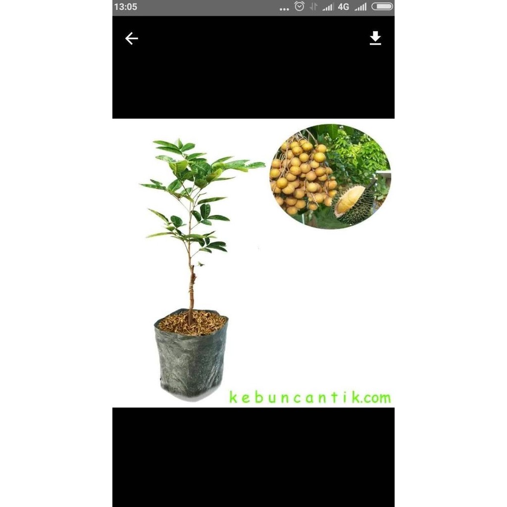 

Terlaris Bibit Pohon Lengkeng Aroma Durian