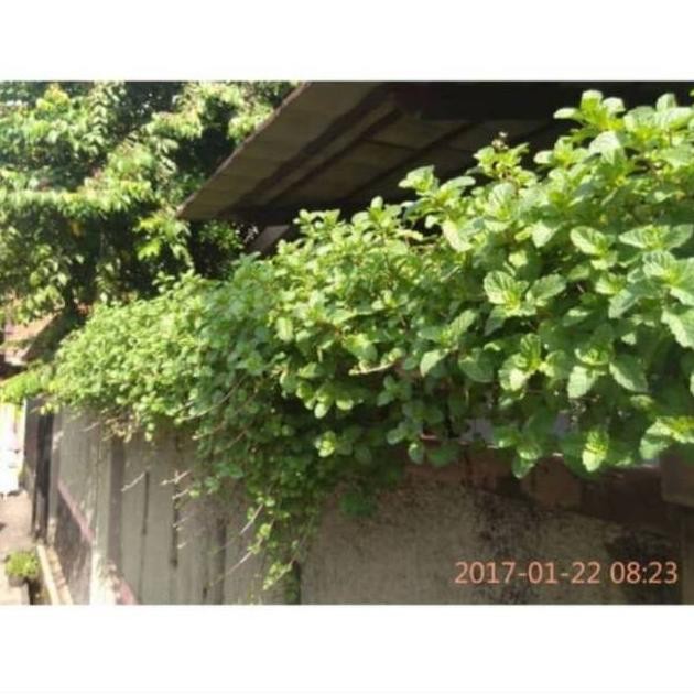 

Terlaris Bibit Daun Mint / Daun Min Vjasrb 6518Qk