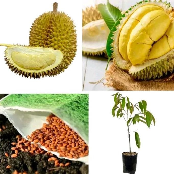 

Terlaris Benih Biji Durian Atau Tanaman Bibit Durian