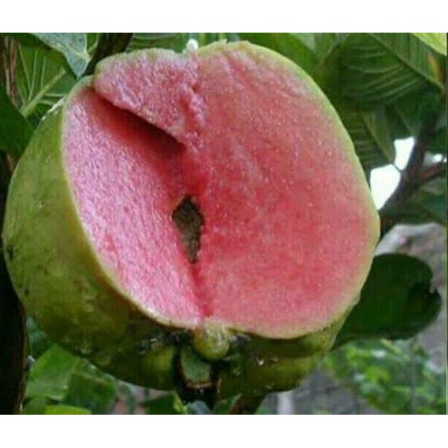 

Terlaris Bibit Jambu Red Diamon