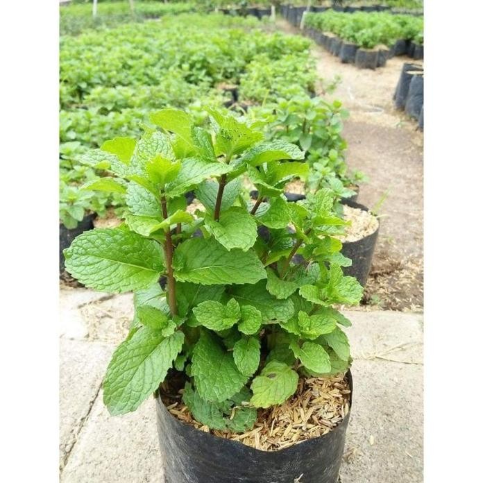 

Terlaris Paling Laku !! Bibit Tanaman Obat Herbal Murah Daun Mint (Mentha Piperita L.) Bergaransi