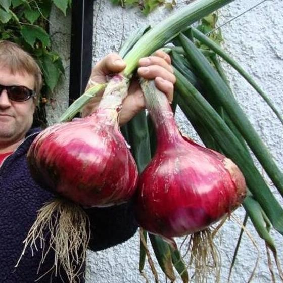 

Terlaris Harga Diskon Promo/Terlaris/( Isi 50 Biji)Bawang Merah Bibit Sayuran