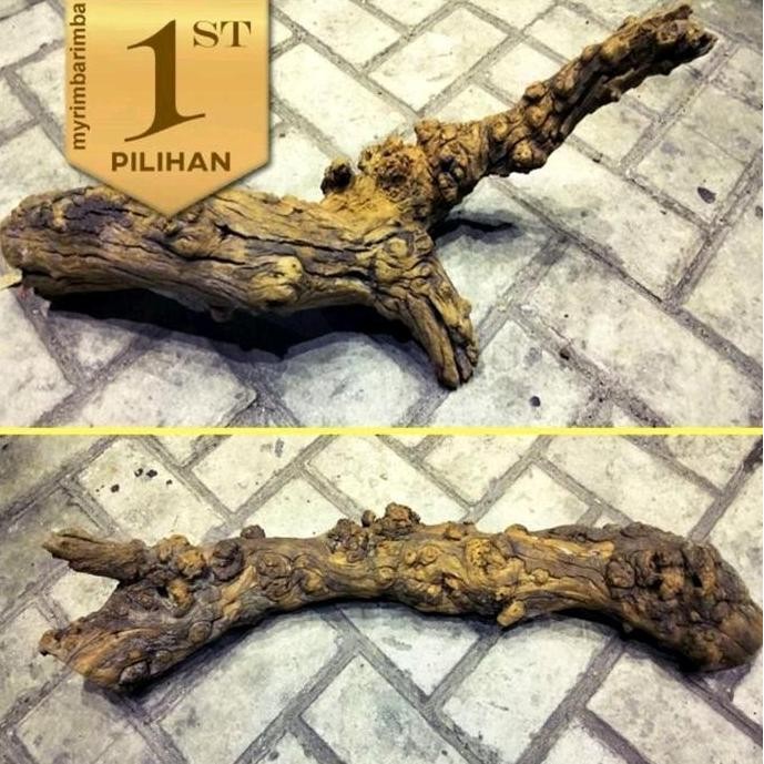 Terlaris Kayu Santigi Planet Xl Hiasan Aquarium Aquascape Ikan Hias Tanaman Air