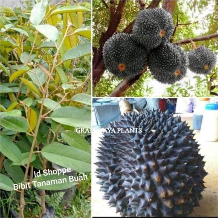 

Terlaris Tanaman Bibit Durian Duri Hitam Asli Varietas Unggul
