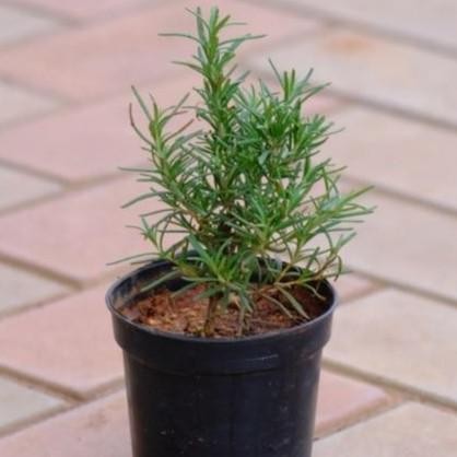 

Terlaris Terlaris Original Bibit Tanaman Daun Rosmari - Tanaman Herbal/Rempah Rosemary / Rosemarin Best Seller