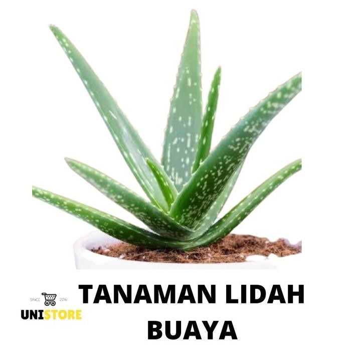 

Terlaris Bibit Tanaman Lidah Buaya - Pohon Aloe Vera - Tanaman Herbal