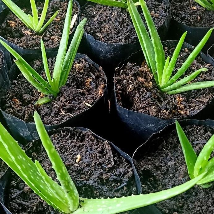 

Terlaris Jual Bibit Tanaman Lidah Buaya Dalam Polibek