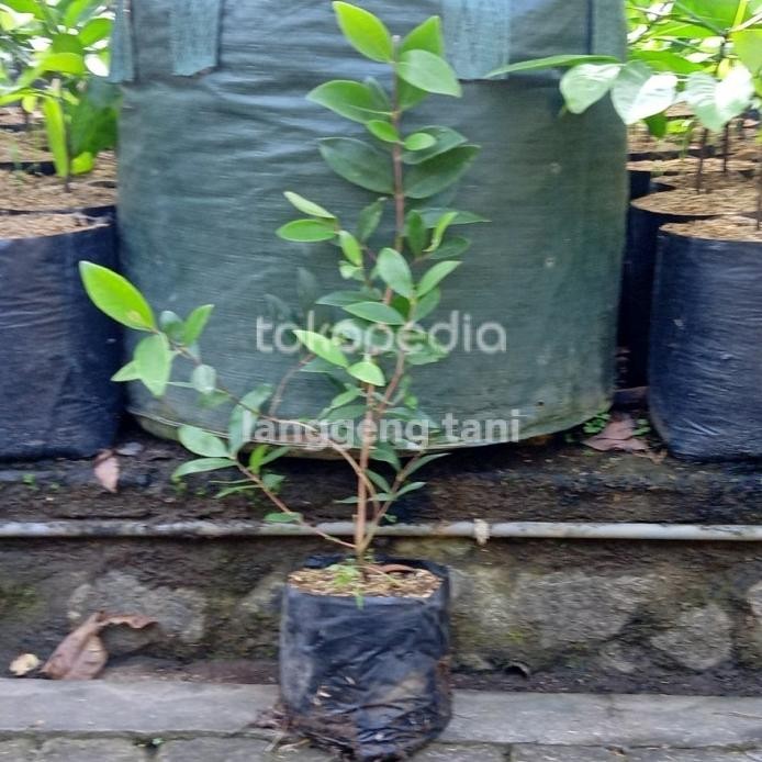 

Terlaris Bibit Tanaman Buah Jambu Feijoa Orinal Ctz Aww