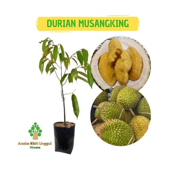 

Terlaris Bibit Buah Durian Musangking Unggul