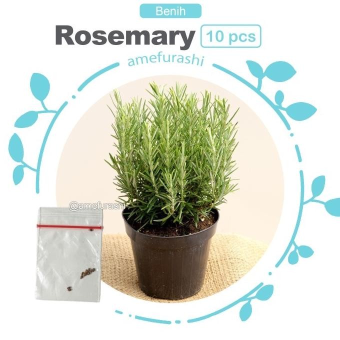 

Terlaris Ready Jt Bibit / Benih / Seeds Herb Rosemary Herbal Wangi Dan Harum
