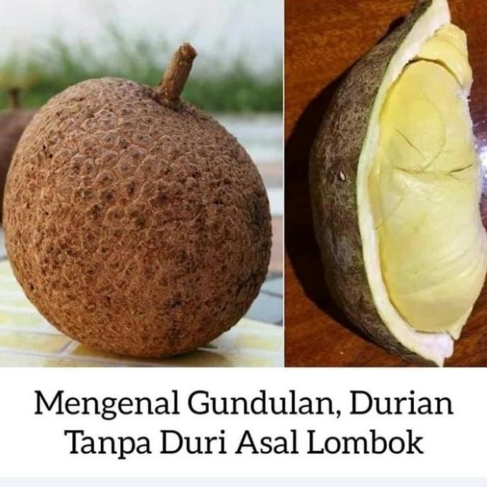 

Terlaris Bibit Buah Durian Gundul Kaki 3 Hasil Okulasi Cepat Berbuah