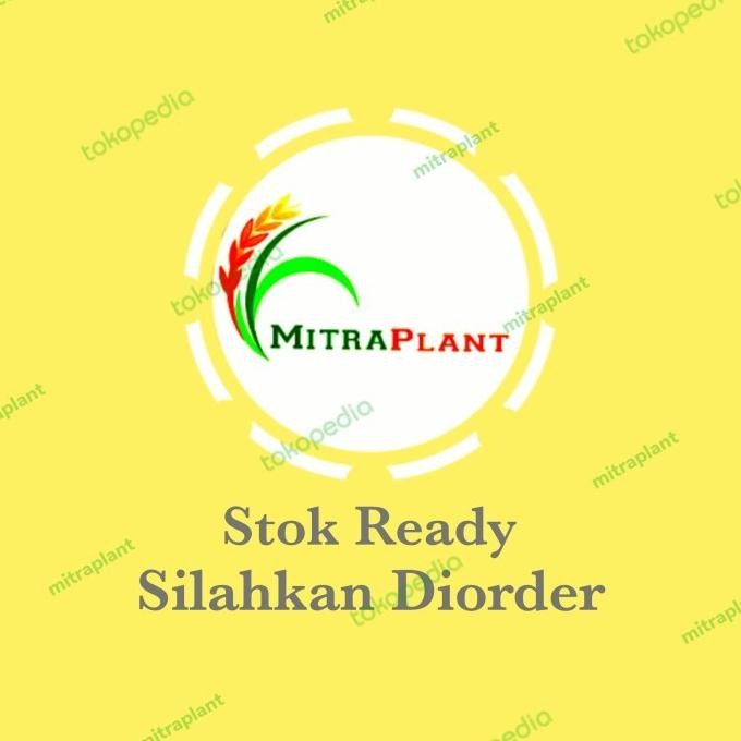 

Terlaris Um(1) Bibit Tanaman Rosemary - Pohon Daun Rosemari - Bahan Bumbu Masak