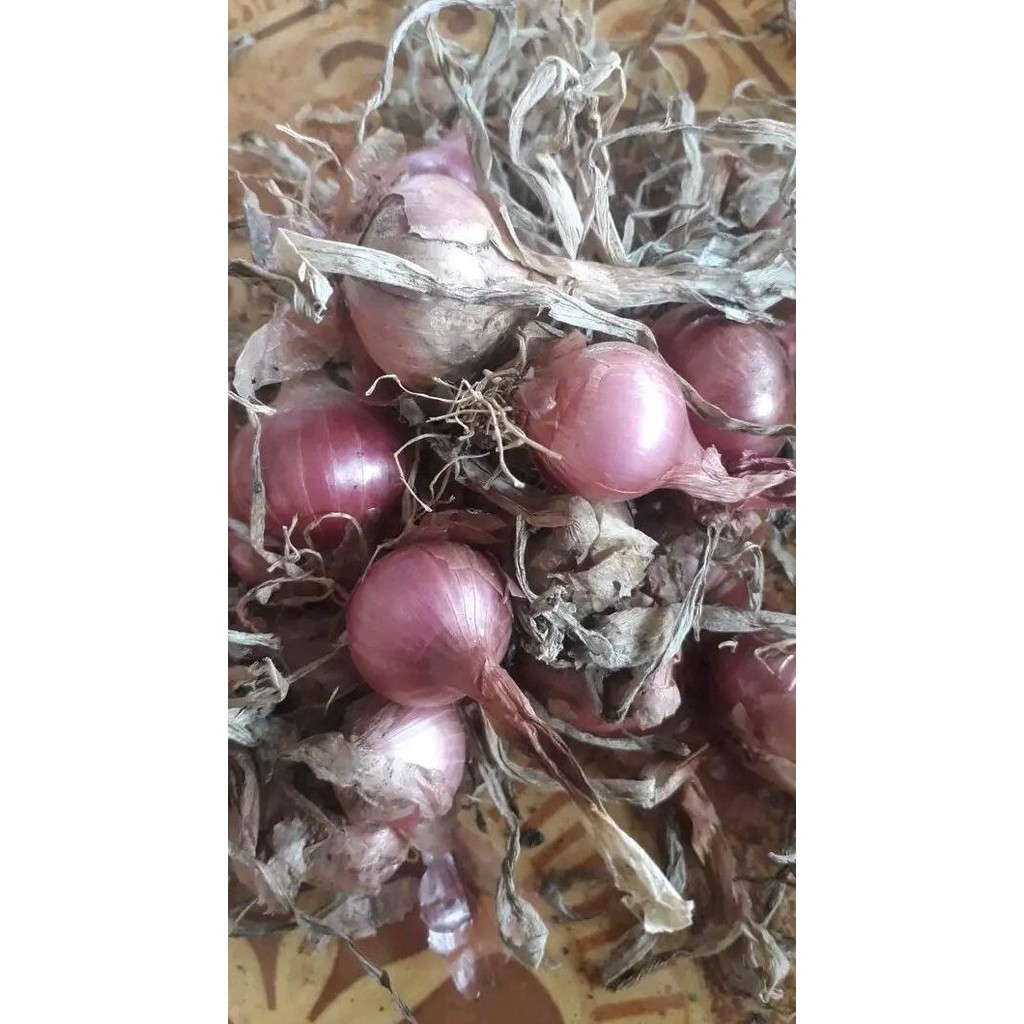 

Terlaris Terlaris Bibit Benih Bawang Merah Tinggal Ta Ready Stock
