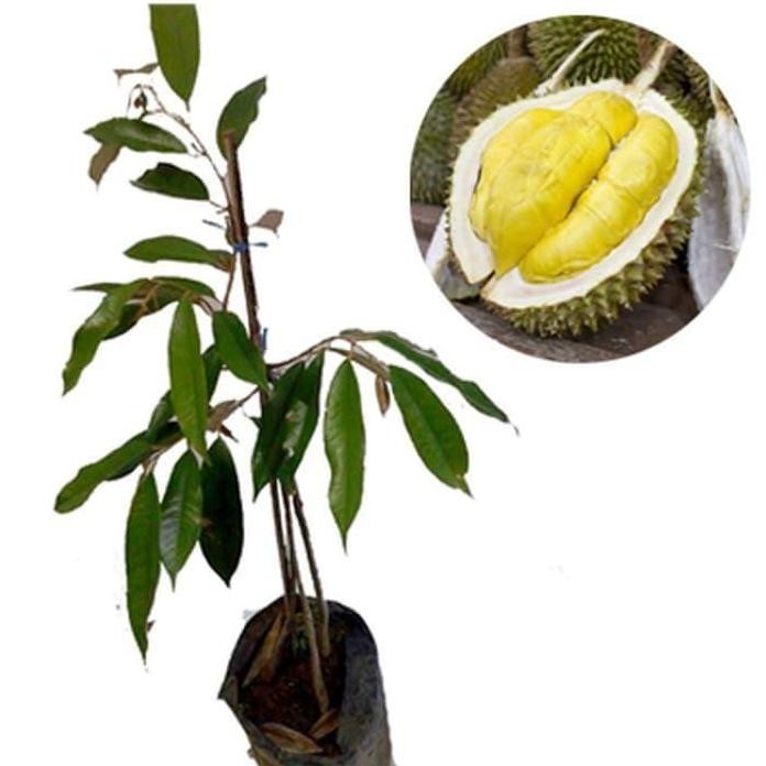 

Terlaris Bibit Durian Musangking Kaki Tiga Segar