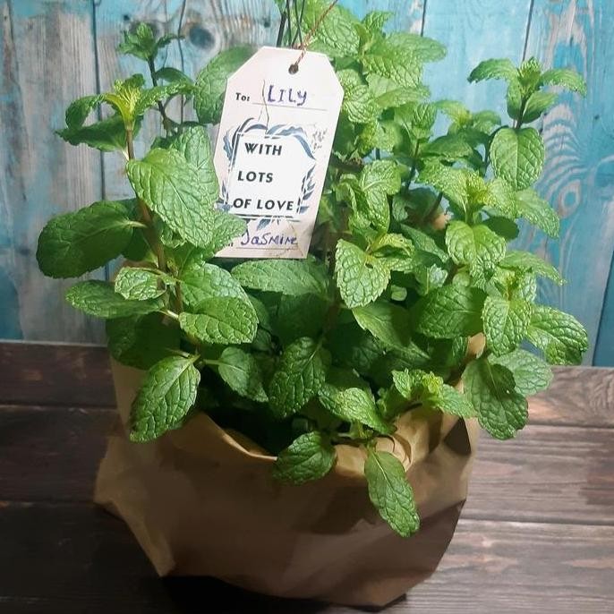 

Terlaris Bibit Tanaman Daun Mint