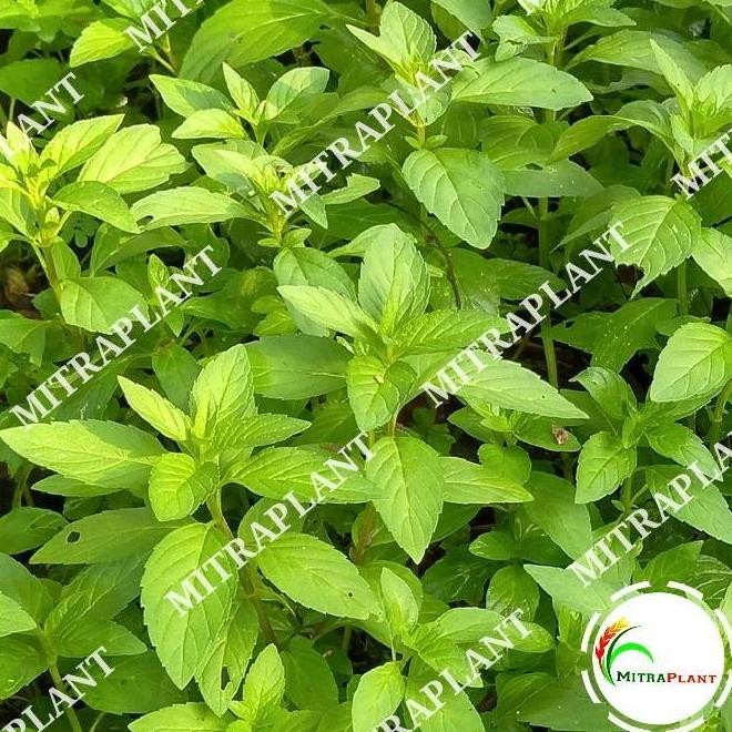 

Terlaris Ankn Bibit Tanaman Daun Peppermint - Pohon Daun Mint - Tanaman Herbal