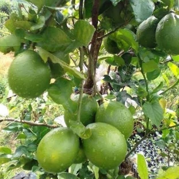 

Terlaris Bibit Tanaman Buah Jeruk Nipis/Jeruk Peras. Wwww