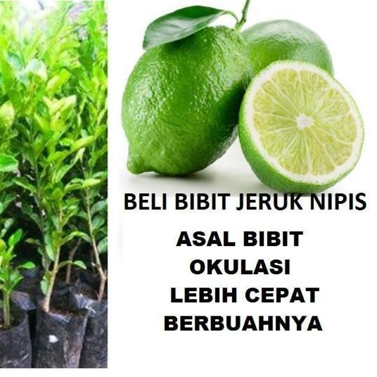 

Terlaris Bibit Jeruk Nipis/Tanaman Buah Jeruk Nipis Ee01