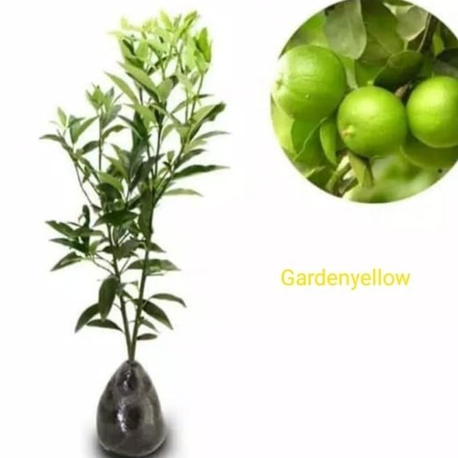 

Terlaris Tanaman Bibit Buah Jeruk Nipis Premium