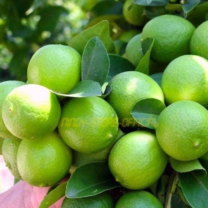 

Terlaris Pohon Sudah Berbuah Bibit Tanaman Buah Jeruk Nipis Super Auu