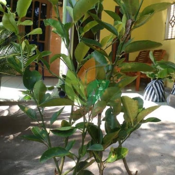 

Terlaris Pohon Baru Datang Sudah Berbuah Bibit Tanaman Buah Jeruk Nipis Super Auu