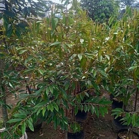 

Terlaris Bibit Tanaman Durian Namlung Tinggi 1 Meter Up Cepat Berbuah | Durian Genjah Asli Original