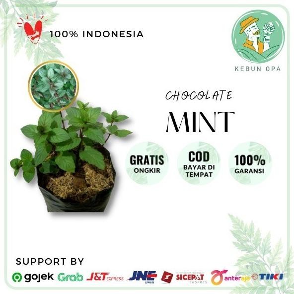 

Terlaris Bibit Tanaman Coklat Mint Daun Chocolate Mint Daun Mint