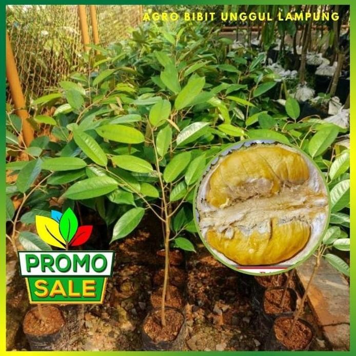 

Terlaris Bibit Durian Bawor Asli Tananam Genjah Okulasi Cepat Berbuah