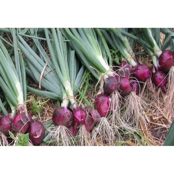 

Terlaris Benih Bibit Bawang Merah Isi 75 Biji Bisa D Tanam D Pot , Polybag Dan Hidroponik