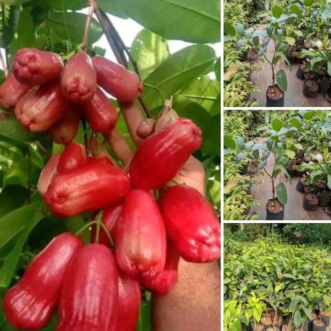 

Terlaris Bibit Jambu Air Irung Petruk Valid Okulasi Termurah