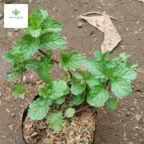 

Terlaris Bibit Tanaman Daun Mint