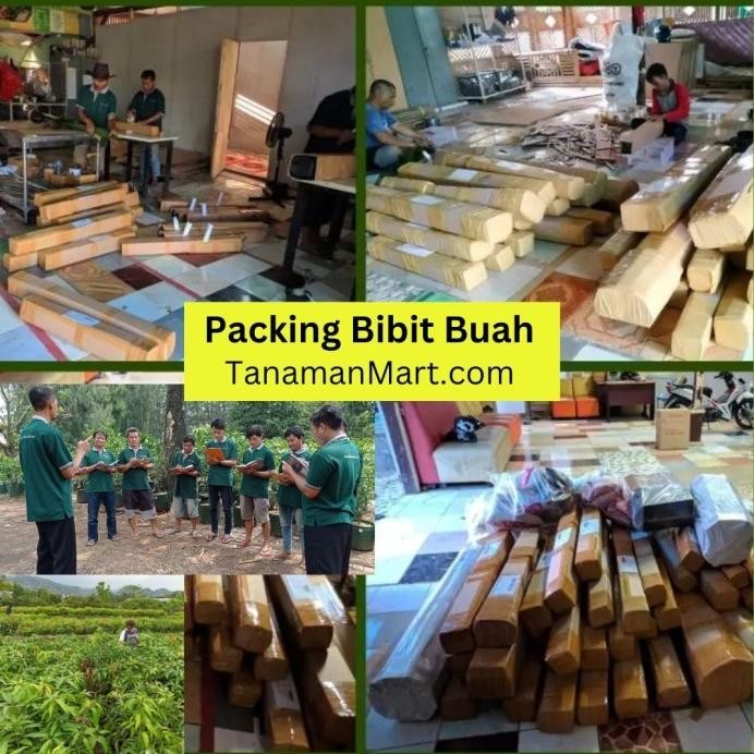 

Terlaris Bibit Tanaman Buah Jeruk Nipis Unggul, Murah, Bergaransi
