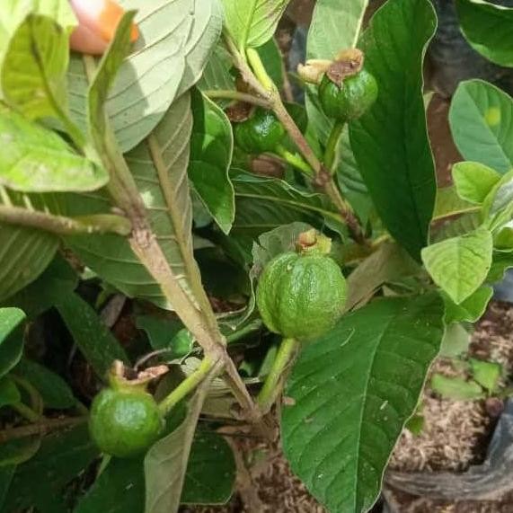 

Terlaris Bibit Jambu Kristal Berbuah