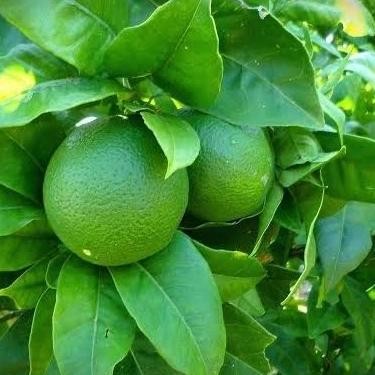 

Terlaris Bibit Buah Jeruk Nipis Tanaman Buah Jeruk Bibit Jeruk Hasil Okilasi Az