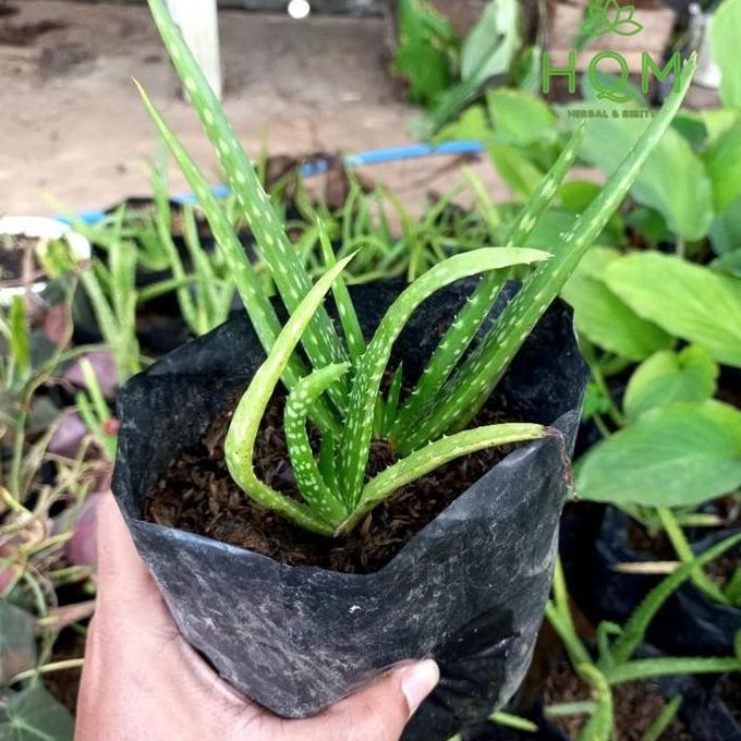

Terlaris Terlaris Bibit Lidah Buaya/Aloe Vera