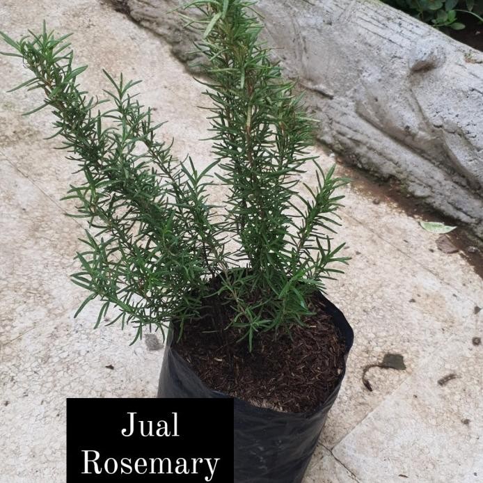 

Terlaris Tanaman/Bibit Herbs Rosemary Eeee