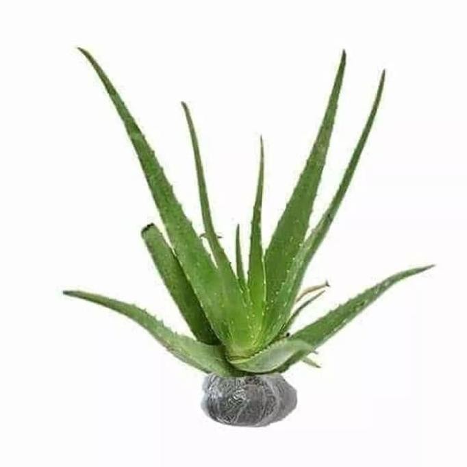 

Terlaris Bibit Tanaman Herbal Pohon Lidah Buaya(Aloevera)