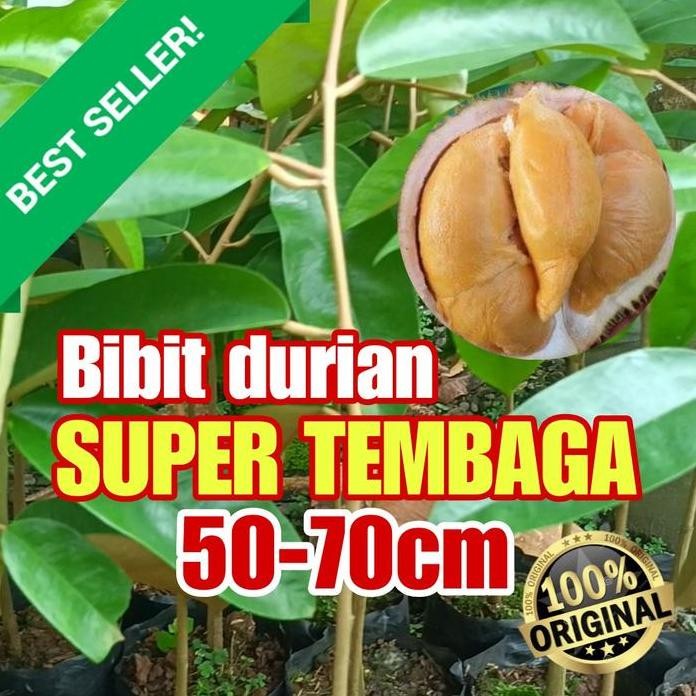 

Terlaris Bibit Durian Super Tembaga Tinggi 50-70Cm