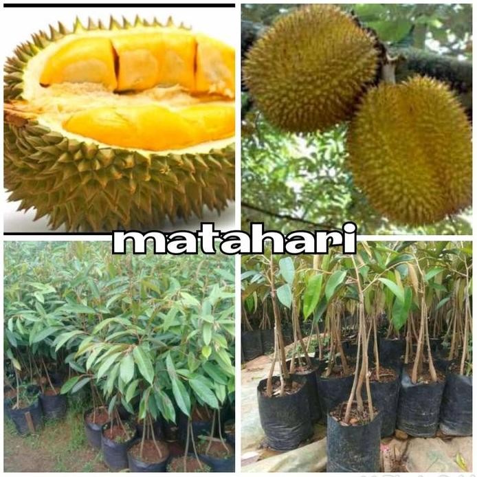 

Terlaris Bibit Durian Matahari Super Unggul Murah