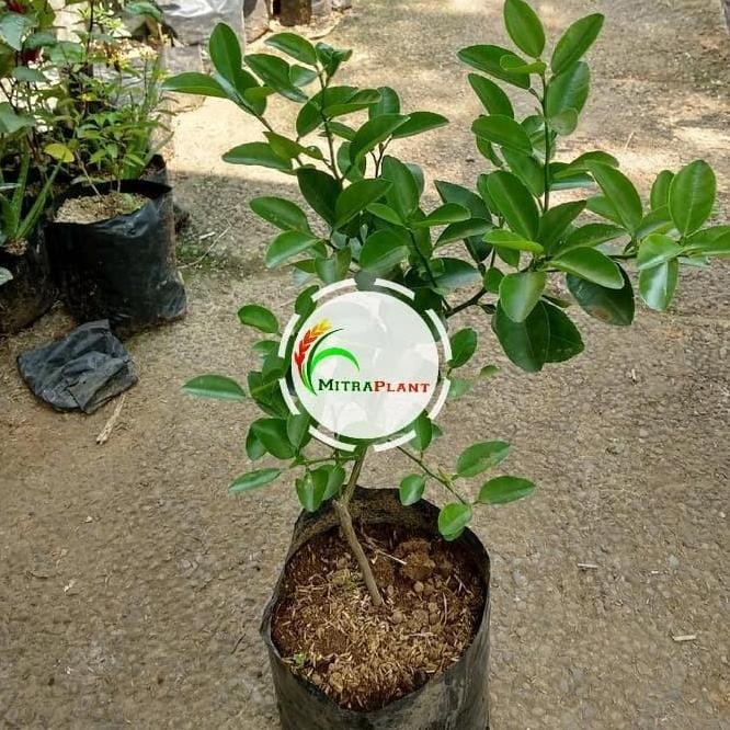 

Terlaris Promo Bibit Pohon Jeruk Nipis - Tanaman Buah Jeruk Nipis Herbal Bahan Masak