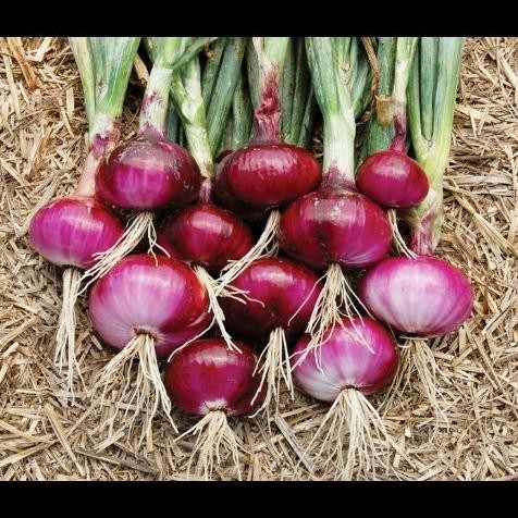 

Terlaris Bibit Tanaman Bawang Merah / Red Onion , Untuk Berbagai Masakan Bibit Tanaman Super Unggul Asli Original
