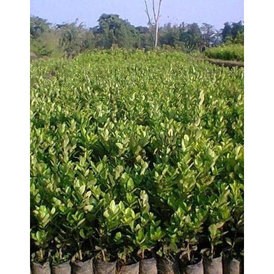 

Terlaris Bibit Tanaman Buah Jeruk Nipis Manis - Nimas L0Ck A Ax