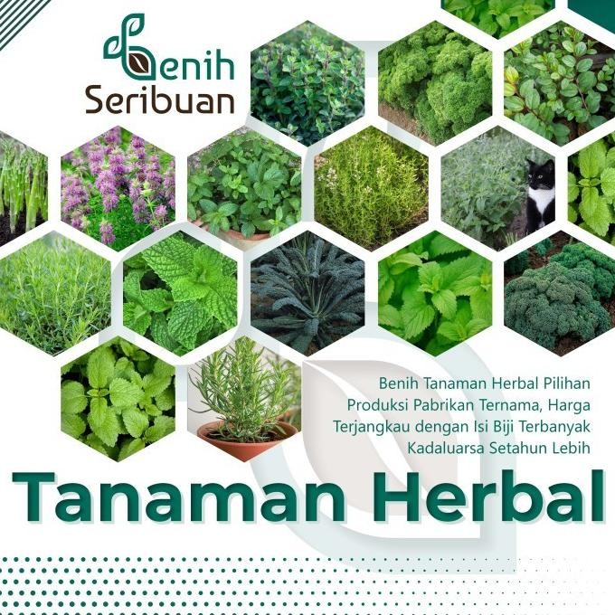 

Terlaris Bibit Heal Benih Tanaman He Daun Mint Peppermint Kale Parsley Dll