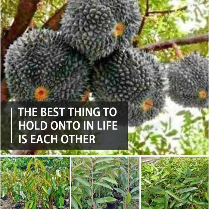 

Terlaris Bibit Durian Hitam Asli