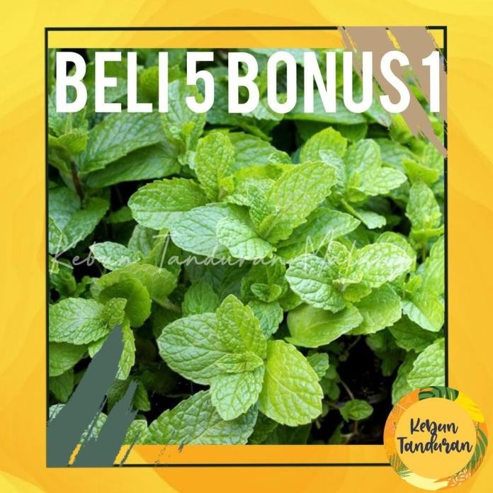 

Terlaris Tanaman Daun Mint Hidup ( Spearmint ) Promo 5 Bonus 1 Asli Bibit Untuk
