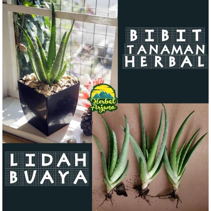 

Terlaris 105C (3Pcs) Bibit Tanaman Herbal Lidah Buaya Aloe Vera