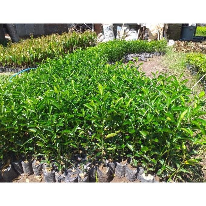 

Terlaris Sale Bibit Jeruk Nipis (Beli 5 Gratis 1)